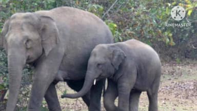 सोनाहातु: वन प्रक्षेत्र बुंडू में जंगली हाथियों का आतंक, लोग परेशान