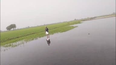 इंद्रगढ़: कापरेन ब्रांच की डपटा माइनर में सीपेज से 200 बीघा खेत जलमग्न, दो दर्जन किसानों की गेहूं फसल को हुआ नुकसान