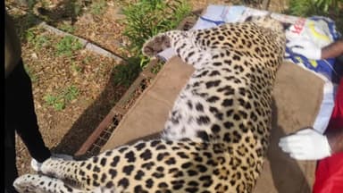 जावद: जंगल में मिला मृत तेंदुआ, वन विभाग में हड़कंप, शिकार के सबूत नहीं