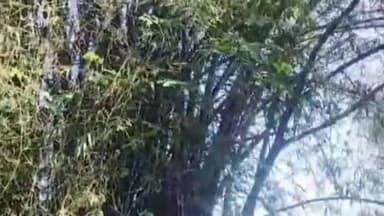 મહુવા: પુના ગામે વિશાળકાય અજગર નું વાંસ ના ઝાડ પર વિચરણ,સ્થાનિકોમાં ભયનો માહોલ.