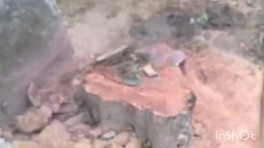 फरीदपुर: बरेली में हरे पेड़ों पर चला अवैध आरा, बिना अनुमति गूलर-नीम की कटाई, ठेकेदार और कथित पत्रकार पर गंभीर आरोप