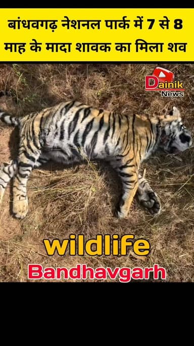 🚨बांधवगढ़ टाइगर रिजर्व के ताला कथली बीट में एक 7 से 8 माह के मादा शावाक का मिला शव😱. @shammikhan.journalist
