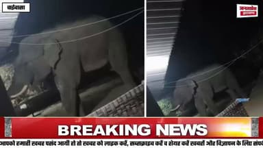 हाथी का उत्पात, 7 दिन में 16 लोगों को मारा:-चाईबासा में फिर 6 लोगों को कुचला, हाथी को ट्रेंकुलाइज
