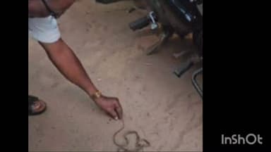 വടകര: നാദാപുരത്ത് ബുള്ളറ്റിനുള്ളിൽ രണ്ട് അണലിക്കുഞ്ഞുങ്ങൾ, മദ്രസാധ്യാപകൻ രക്ഷപ്പെട്ടത് തലനാരിഴയ്ക്ക്