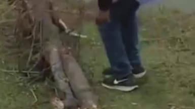 टोंक: टोंक में विकास की आड़ में हरियाली का कत्ल, जेसीबी से काटे गए संरक्षित पेड़, ट्री मैन लांबा की शिकायत पर मामला दर्ज