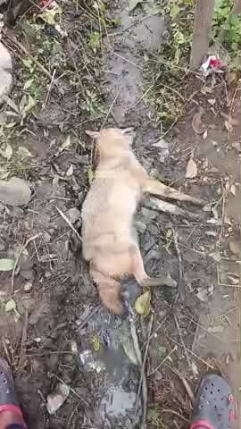 jila bahraich me Balck jarawal me dhanwaliya ghav ke chhote se mauje me nayi ghatna hui rat 11 baje ki bat hai bhediya n