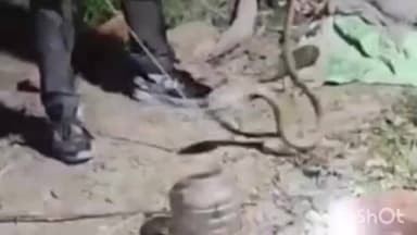 केिशनपुर: निर्मली के मझारी में जहरीले गेहुंमन सांप ने रिहायशी घर में डाला डेरा, वन विभाग की टीम ने किया रेस्क्यू