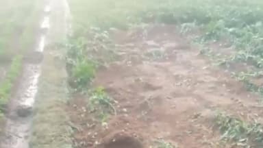 গড়বেতা ৩: আড়াবাড়ি রেঞ্জের পিরাকুলিতে হাতির তাণ্ডব,ক্ষতিগ্রস্ত একাধিক জমির আলু,আতঙ্কের পরিবেশ