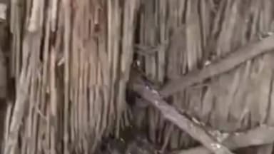 खड्डा: तीन दिन में तीन हमले! खड्डा में हिंसक जानवर का आतंक, घर में घुसकर पशुओं को बना रहा निशाना