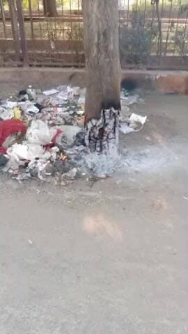 ગારિયાધાર: ગારીયાધાર પાલીતાણા રોડ પર સુકાયેલા વૃક્ષને આગ, તંત્રની બેદરકારી સામે સવાલ