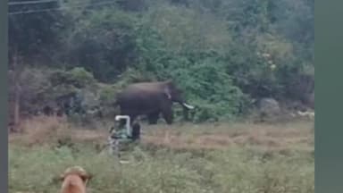 பாலக்கோடு: பாலக்கோடு அருகே உணவு தேடி விவசாய நிலத்தில் புகுந்த இரண்டு பெண் காட்டு யானைகள் - பொதுமக்கள் பீதி.