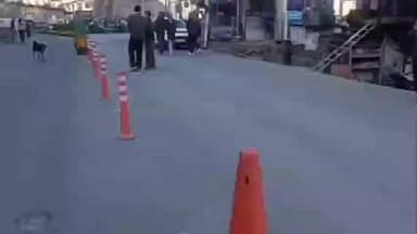 कल्पा: रिकांग पिओ बाजार के मध्य लोहे के टीनों में लगाए गए चिलगोजे के पौधे, लोगों ने वीडियो किया जारी