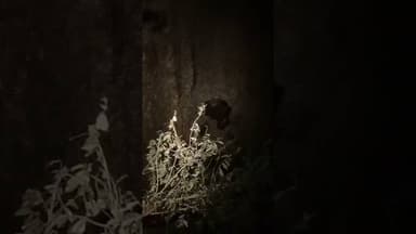 चक्रेश्वरवाडीत गव्यांचा वावर...