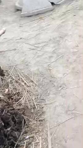 देखिए जानवर से कितना लगाव है आदमी को