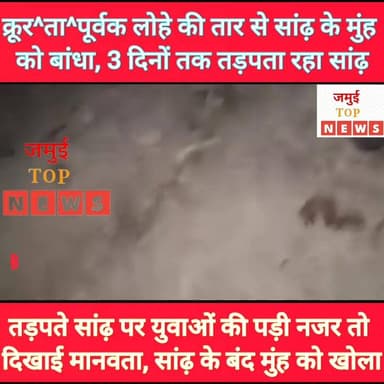 जमुई में असामाजिक तत्वों ने क्रू^रता की हदों को किया पार, सांढ़ के मुंह को लोहे की तार से बांधा #jamuitopnews #jamuibihar...