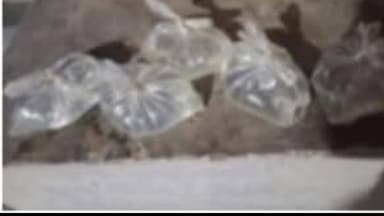 मंसूरचक: मंसूरचक मंदिर के पास 10 लीटर देसी शराब के साथ एक शराब कारोबारी गिरफ्तार