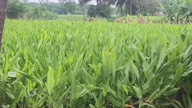 திருநெல்வேலி: அருகன்குளம் பகுதியில் மஞ்சள் அறுவடைக்கு தயார் நிலையில் உள்ளது.அமோக விளைச்சல்.