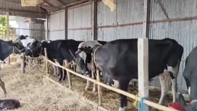 তুফানগঞ্জ ২: পেঁয়াজের বস্তার আড়ালে গরু পাচারের চেষ্টা, জোড়াইমোড় নাকা পয়েন্টে উদ্ধার মোট 25 টি গরু, গ্রেপ্তার দুই জন