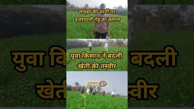 सलूंबर की धरती पर इजरायली गेहूं का कमाल, युवा किसान ने बदली खेती की तस्वीर #किसान #कृषि