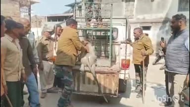 सरदारपुर: दसाई में ग्रामीणों पर हमला करने वाले बंदर को वन विभाग ने पकड़ा, कई लोगों को कर चुका था घायल