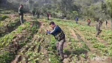 चौपारण: चौपारण थाना क्षेत्र में अफीम की खेती पर बुलडोजर चला, 50 एकड़ फसल नष्ट