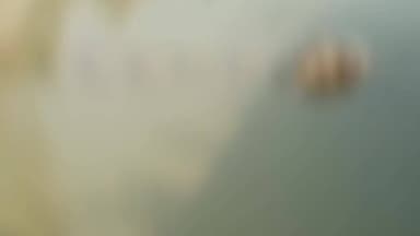 रुधौली: रुधौली थाना क्षेत्र में सरयू नहर में मिले आठ गोवंशों के शव, पुलिस जांच में जुटी