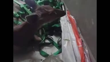 ਆਦਮਪੁਰ: ਆਦਮਪੁਰ ਦੇ ਰਿਹਾਇਸ਼ੀ ਇਲਾਕੇ ਵਿੱਚ ਆਇਆ ਸਾਂਬਰ