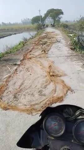 हमारे गांव Adhmlpur पोस्ट marsanda जिला सीतापुर में मछली पकड़ने वालों की संख्या बढ़ती जा रही है जाल को सड़क पर बिछा देते