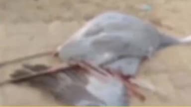 मधुबन: मधुबन इलाके में चाइनीज मांझे की चपेट में आने से राज्य पक्षी सारस की हुई मौत, मौके पर वन विभाग की टीम पहुंची