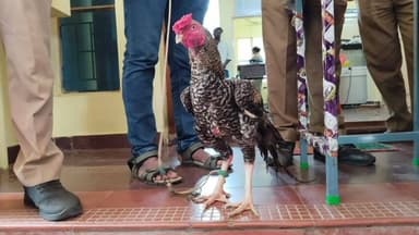 குஜிலியம்பாறை: போலீஸ் நிலையத்தில் பறிமுதல் செய்யப்பட்ட சேவல்கள் ஏலம்