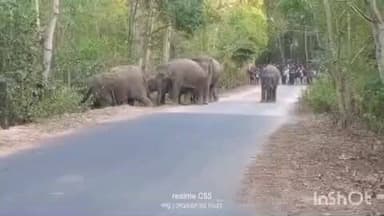 କେନ୍ଦୁଝର ସଦର: କଣ୍ଟିଆପଡା ଜଙ୍ଗଲ ରୁ ବାହାରିଲେ ହାତୀ ପଲ ହାତୀ ପଲ ଙ୍କୁ ନେଇ ଆଖପାଖ ଅଞ୍ଚଳରେ ଭୟର ବାତାବରଣ