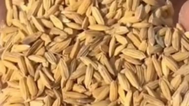 साजा: गाडा़डीह में 10,000 कट्टा अमानक धान जब्त होने के बाद जिले की सियासी पारा गरमाई, युवा कांग्रेस ने आंदोलन की दी चेतावनी