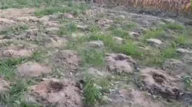 विद्यापति नगर: विद्यापति नगर में अज्ञात चोरों ने खेत से एक लाख की ओल की चोरी की, पुलिस जाँच में जुटी