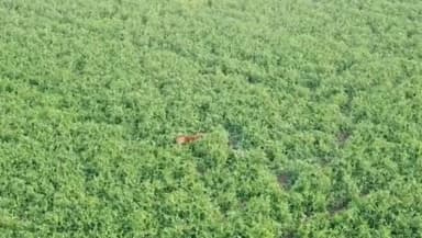 कौंच: रवा गांव के पास खेत में तेंदुआ देखे जाने के बाद तेंदुआ पकड़ने के लिए उड़ाया गया ड्रोन, ड्रोन कमरे पर झपटा तेंदुआ