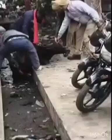 सलेमपुर: सलेमपुर कोतवाली के पास नाले में गिरा बछड़ा, पुलिस कर्मियों ने निकाला बाहर, लोगों ने की सराहना