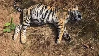 जैतहरी: जैतहरी में करंट लगने से तेंदुए की मौत