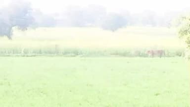 सूरजगढ़: सूरजगढ़ क्षेत्र में पैंथर का मूवमेंट, वन विभाग ने ग्रामीणों से सतर्क रहने की अपील की