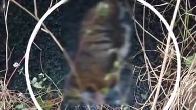 मानपुर: बांधवगढ़ टाइगर रिजर्व के रायपुर में कुएं में मिला बाघ का शव, जांच जारी