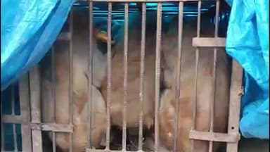 मुहम्मदाबाद: गाजीपुर शहर में बंदरों का आतंक, नगर पालिका ने मथुरा की एक्सपर्ट रेस्क्यू टीम को बुलाया, अब तक पकड़े गए 342 बंदर