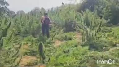 ବାଲିଗୁଡା: ପିରିଗଡ ଅଞ୍ଚଳ ର 53 ଏକର ଜମିରେ ଲଗାଯାଇଥିବା ଗଞ୍ଜେଇ ଗଛ କୁ ନଷ୍ଟ କଲା ପୋଲିସ