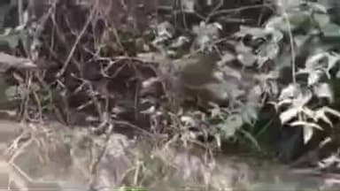 मुलताई: ताप्ती नदी में गंदा पानी छोड़ने पर नगर पालिका ने 12 मकान मालिकों को नोटिस जारी किया