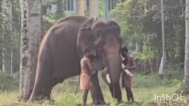 അമ്പലപ്പുഴ: ഹരിപ്പാട്ട് പിഞ്ചു കുഞ്ഞുമായി പാപ്പാമാരുടെ സാഹസം: കുട്ടിയുടെ അച്ഛനും അറസ്റ്റിൽ