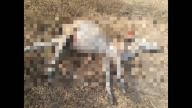 महागाव: तालुक्यातील शेनद जंगलात वाघाचा धुमाकूळ; गाईवर हल्ला करून फस्त