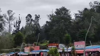 கொடைக்கானல்: வனப்பகுதியில் ஆக்கிரமிப்பு வகை தாவரங்களை அகற்றும் அரசாணைக்கு தடை - ஐகோர்ட் கிளை