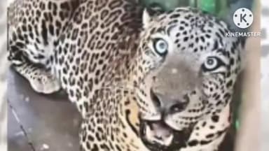 सिन्नर: नायगाव : बिबट्याकडून वासरावर हल्ला