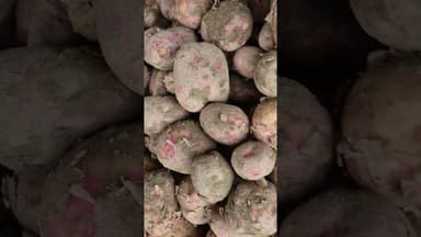 लाल आलू का भाव चकरपुर मंडी कानपुर का #aalukabhav