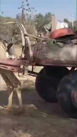 ओसियां: श्रीलक्ष्मणनगर में प्रतिवर्ष आयोजित होने वाला श्री लक्ष्मण राम मदेरणा स्मृति पशु मेला इन दिनों पूरे शबाब पर है