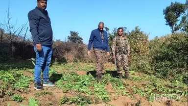 मनिका: मनिका पुलिस प्रशासन ने 2 एकड़ में लगी अफीम की खेती को किया नष्ट