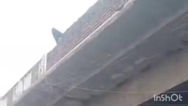 डबरा रेलवे ब्रिज पर चढ़ा सांड, जर्जर रेलिंग तोड़कर नीचे गिरी, मची भगदड़, वीडियो वायरल