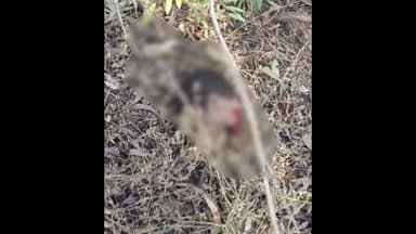 କରଞ୍ଜିଆ: ରରୁଆଁ ନିକଟବର୍ତ୍ତି ଝାରଖଣ୍ଡ ରାଜ୍ୟର ବେନି ସାଗର ଅଞ୍ଚଳରେ ହାତୀ ଆକ୍ରମଣରେ ଯୁବକ ମୃତ, ଗ୍ରାମବାସୀ ଆତଙ୍କିତ